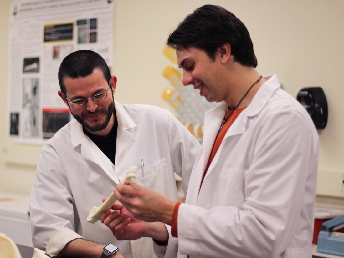 Biomedical students studying a bone