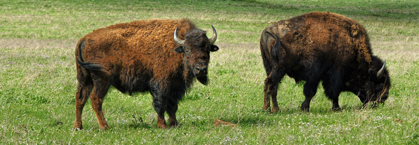 oklahoma office of rural health