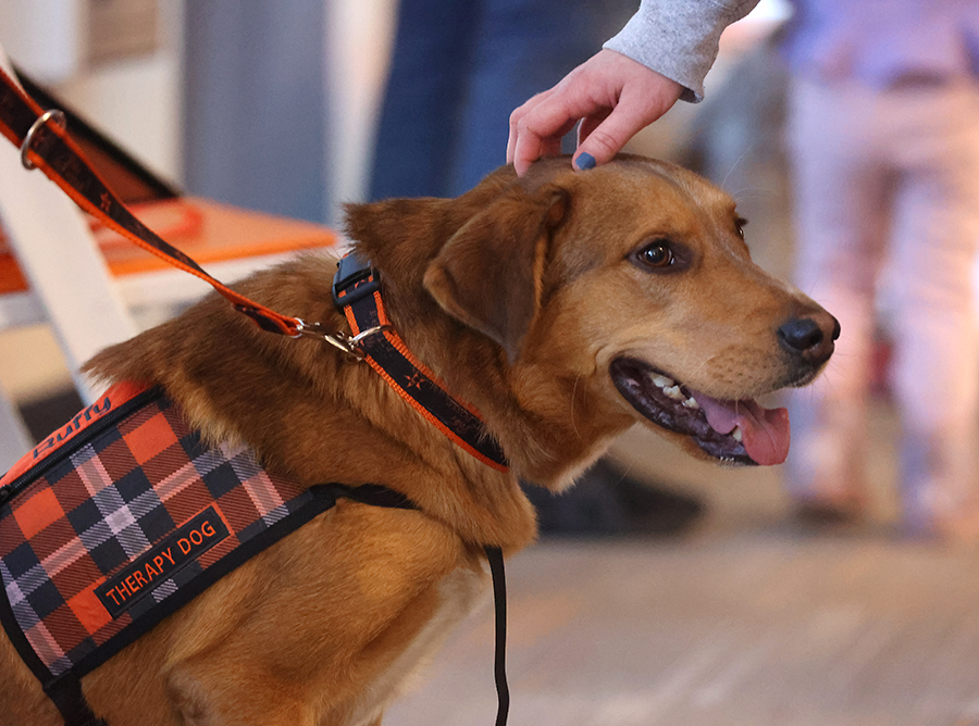 Pete's Pet Posse member Ruffy receiving head scratches.